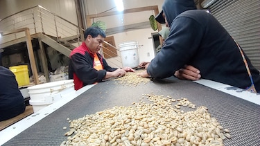 50 lotes del mejor café de Panamá serán subastados en línea este miércoles