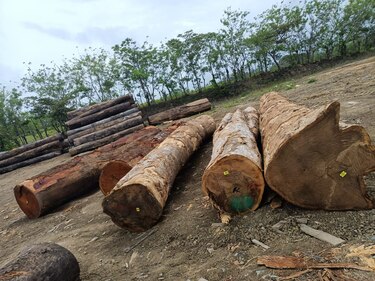 Intentan combatir el trasiego ilegal de madera