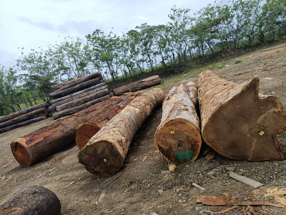 Intentan combatir el trasiego ilegal de madera