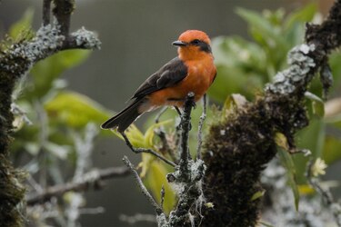 Bebe café, come chocolate y... ¡salva a las aves!