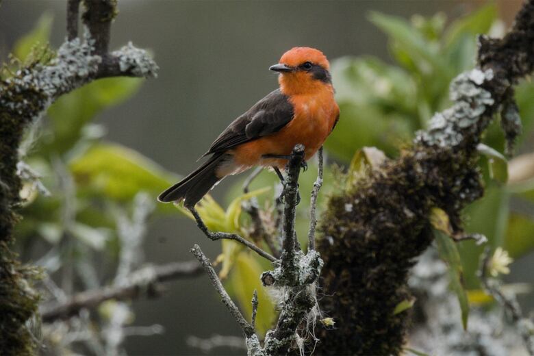Bebe café, come chocolate y... ¡salva a las aves!