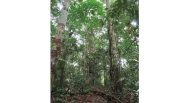 Los pueblos indígenas eran guardianes de la Amazonía occidental