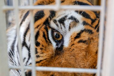 Zoológico en Chile comienza a vacunar a animales contra la Covid-19