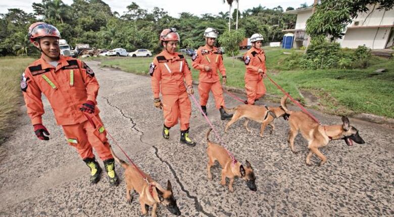 Compran y entrenan a seis cachorros para la JMJ