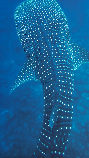 ¿En qué andan los tiburones ballena?