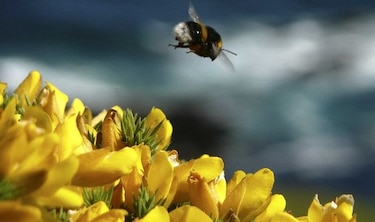Investigan muerte de miles de abejas en Massachusetts