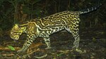Avanzan estudios de felinos silvestres en Panamá