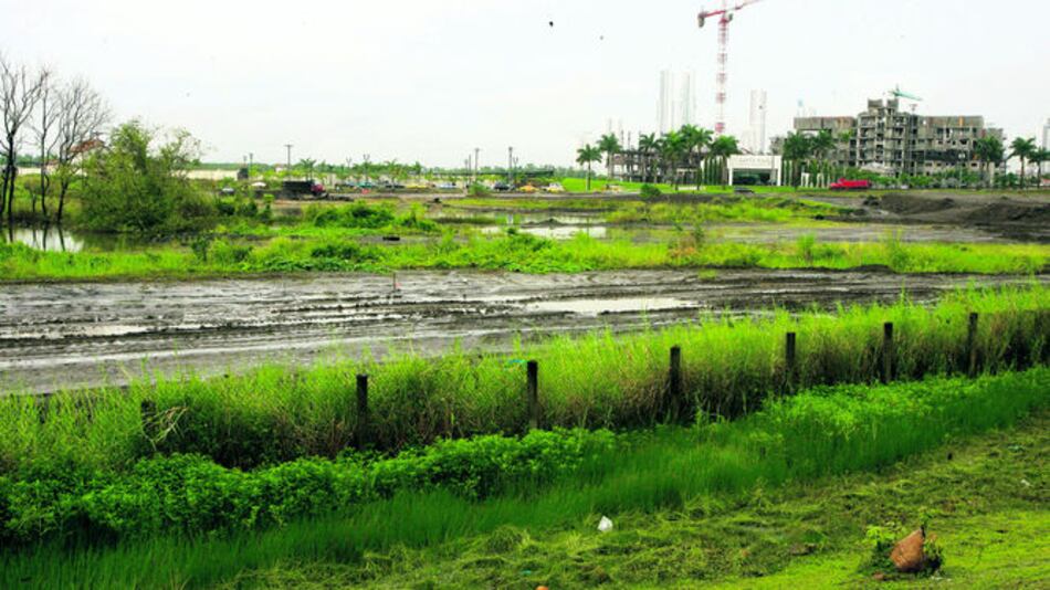 Corte decide a favor de mangles