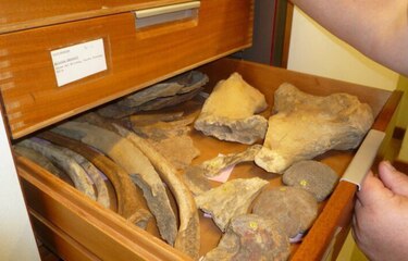 Chile pedirá a museo británico devolución de restos de mamífero extinto y de un moai