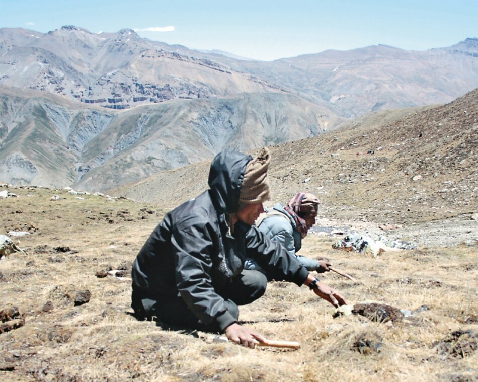 Pandemia impide cosecha del codiciado ‘viagra del Himalaya’