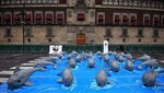 Vaquitas marinas llegan a plaza principal de México a pedir su conservación