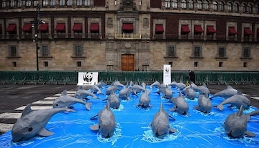 Vaquitas marinas llegan a plaza principal de México a pedir su conservación