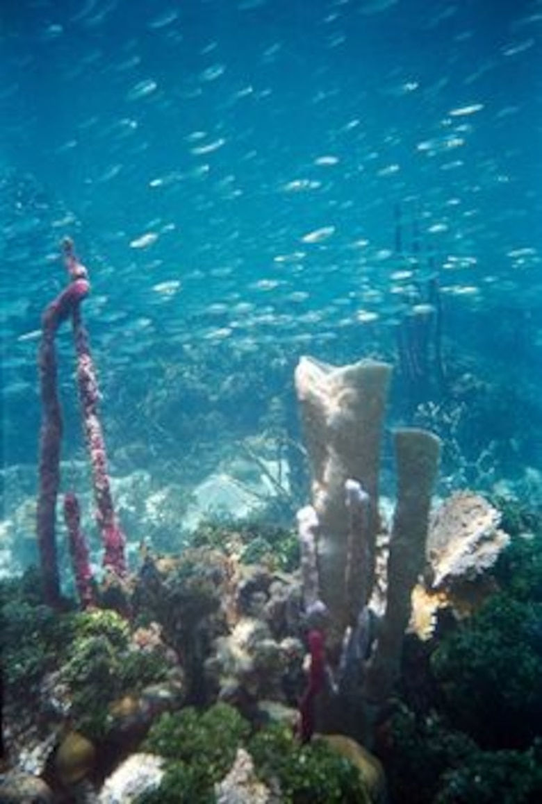 La acidez hace convulsionar los océanos