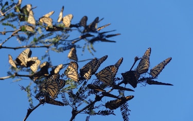 Llegan las primeras mariposas monarca a México