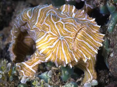 Descubren una nueva especie de pez en Indonesia