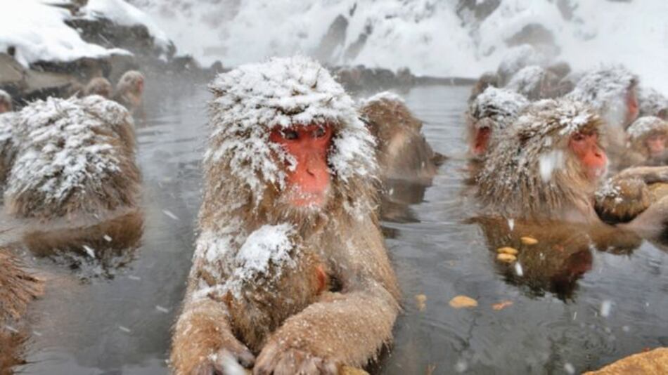 Los monos aprovechan beneficios de los manantiales calientes
