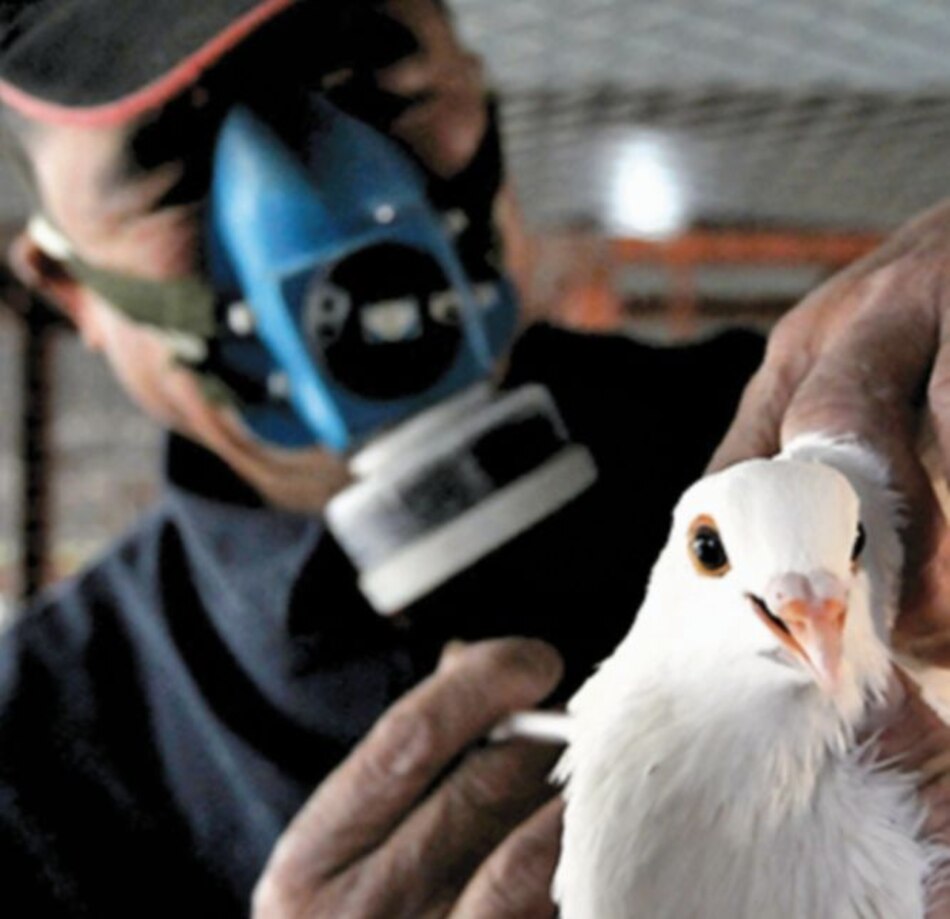 OIE confirma brote de gripe aviar en granjas de México