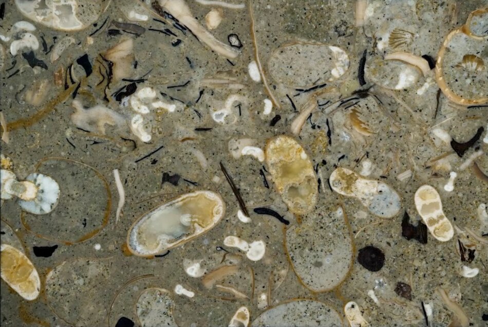 Los calamares antiguos dominaban los océanos hace cien millones de años