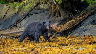 Cuáles son los animales más rápidos y dónde quedarían los humanos en una carrera con ellos