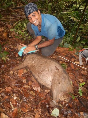 Científicos del Smithsonian estudian a Serafina, la primera puerco de monte en Panamá que usa radio-collar