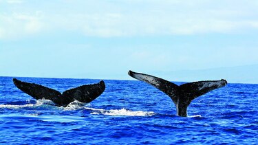 Estudios sobre ballenas, base para planificar