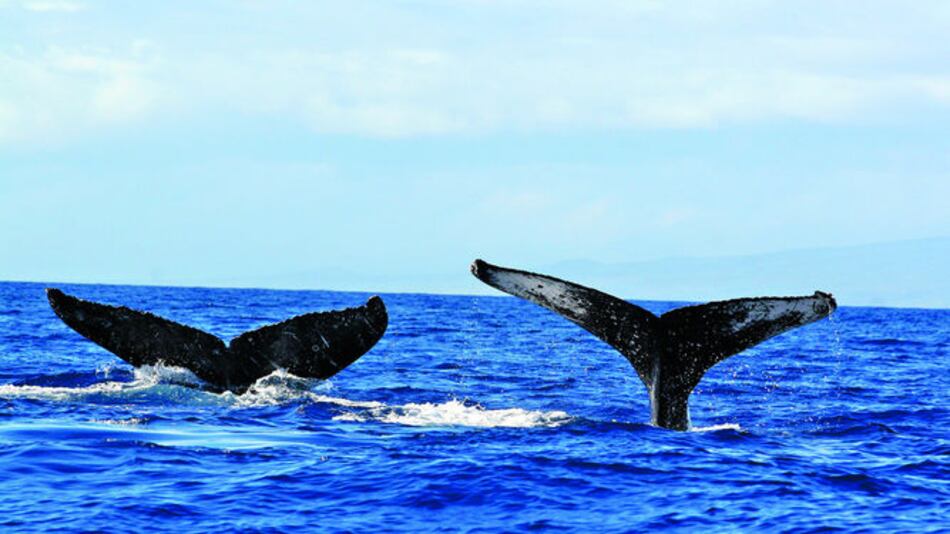 Estudios sobre ballenas, base para planificar