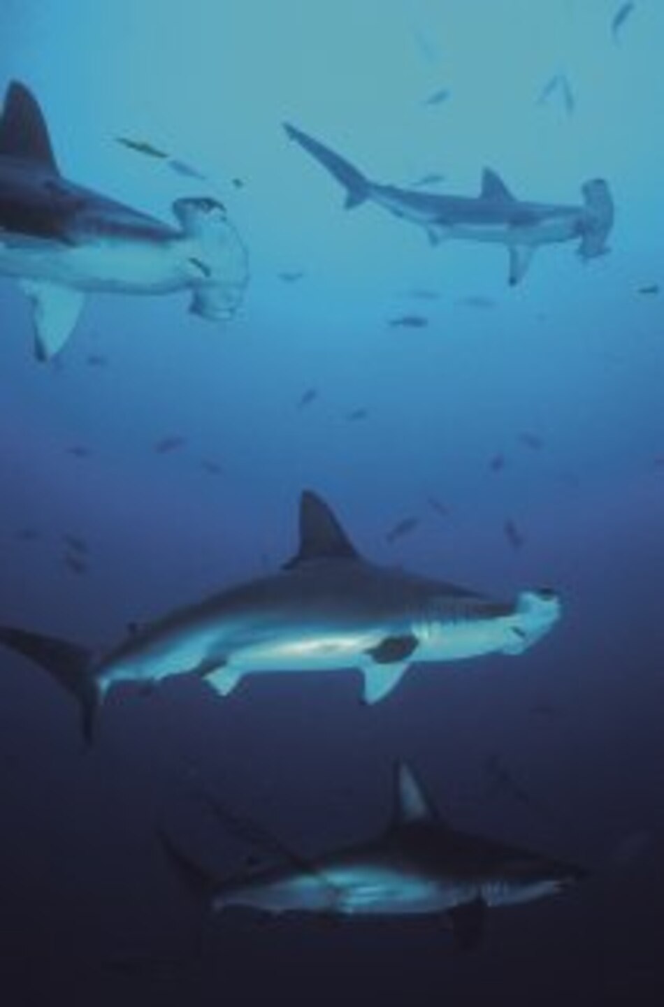 La isla de los tiburones