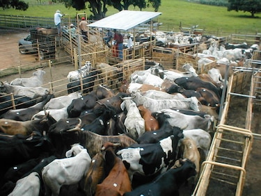 Ganaderos de Azuero venden las reses de cría