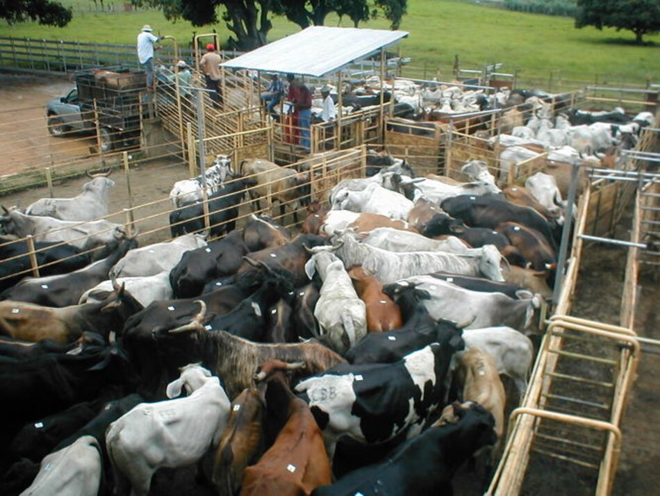 Ganaderos de Azuero venden las reses de cría