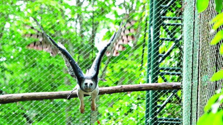 El día del ave nacional