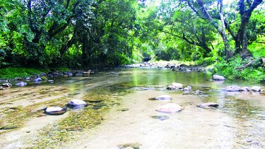 Agilizan tareas para reforestar los ríos Grande y Antón