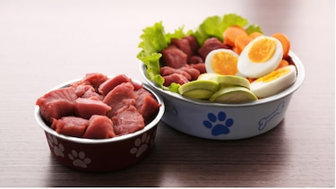 ¿Come bien su mascota? La alimentación también previene complicaciones