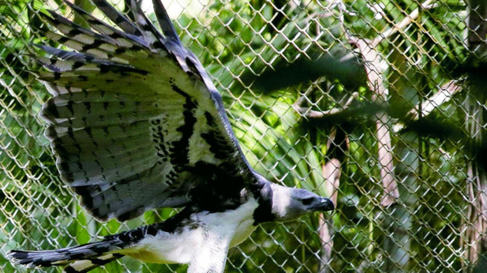 Día del ave nacional de Panamá