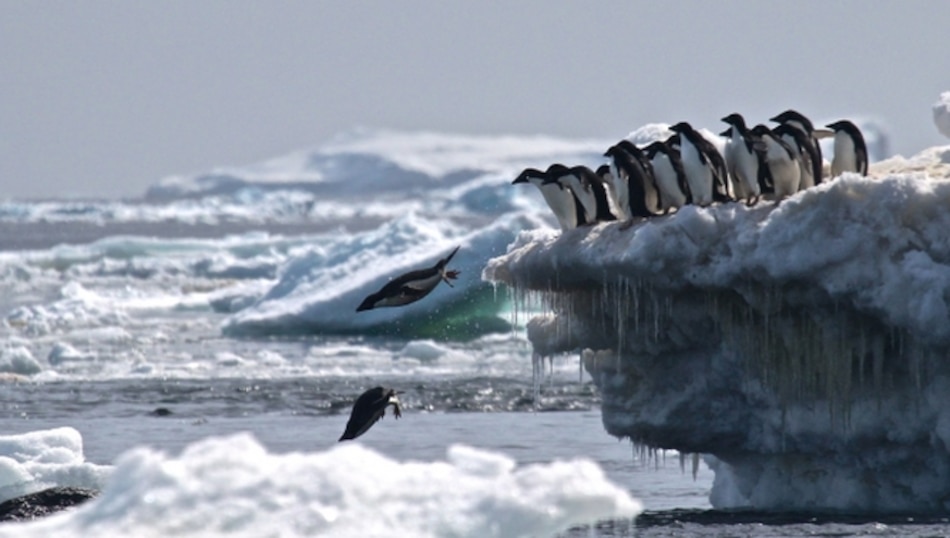 Bloqueado plan para crear el mayor santuario marino en la Antártida