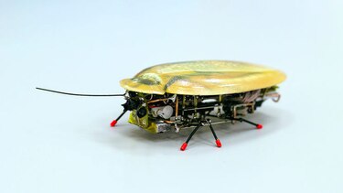 Científicos crean cucaracha robot