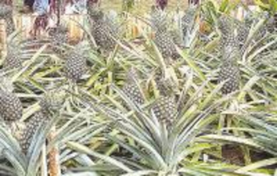 Empresa de EU invertirá 14 millones en piña y banano