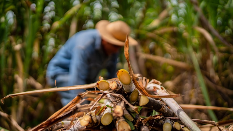 Varela Hermanos estima cosechar más de 95 mil toneladas de caña de azúcar durante la zafra 2022