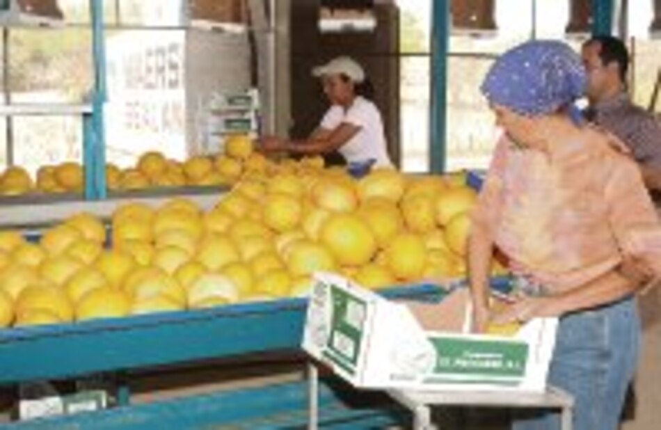 Comercio exterior Pronostican caída de 30% en la agroexportación