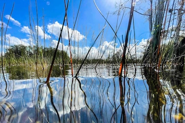El cambio climático amenaza el futuro de los Everglades, joya natural de Florida