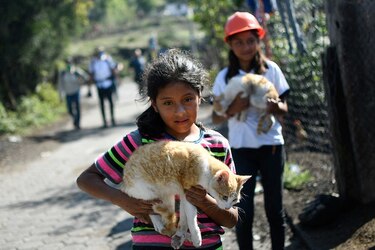 Primer simulacro de evacuación para proteger animales ante eventual erupción del volcán Pacaya 