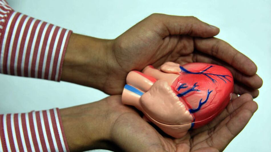 Se buscan más donantes de órganos