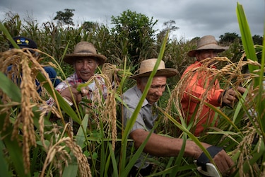 Gobierno aprueba importación de arroz y se prepara para la emergencia ante impacto de El Niño