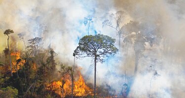 ‘Panamá podría perder carbono negatividad en  2032’