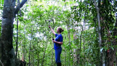 El carismático tapir, en peligro de extinción