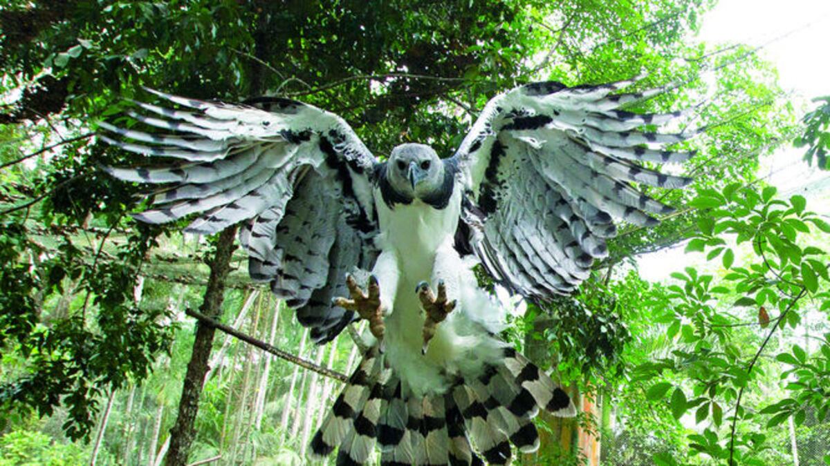 La Fundación Parque Nacional Chagres protege los bosques de la cuenca, hogar del águila harpía.LA