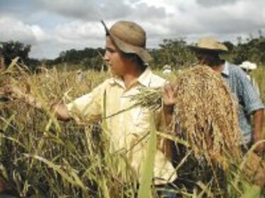 Agronoticias La tradición del arroz de subsistencia