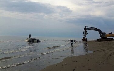 Canadá investiga la muerte de una ballena en peligro de extinción