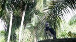 Miles disfrutan del día del águila harpía en el parque Summit