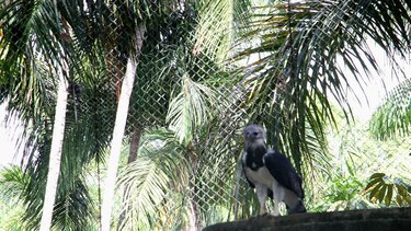 Miles disfrutan del día del águila harpía en el parque Summit