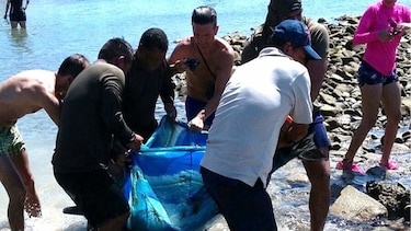 Rescatan un delfín herido en isla Iguana, Los Santos